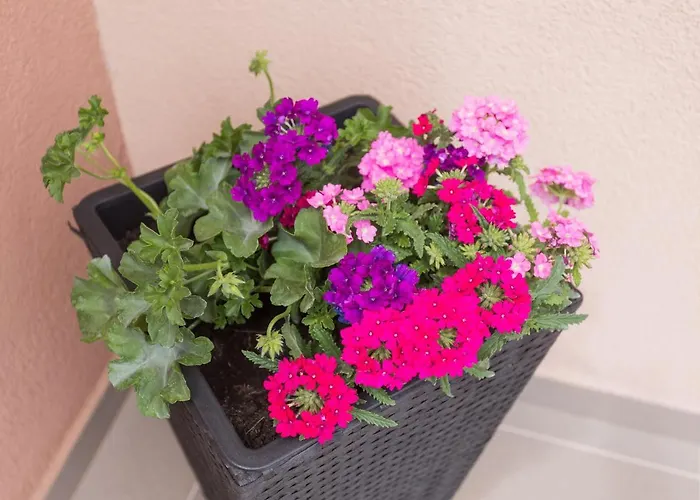 Apartment Bloom *