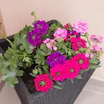 Appartement Bloom *