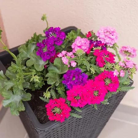 Appartamento Bloom *